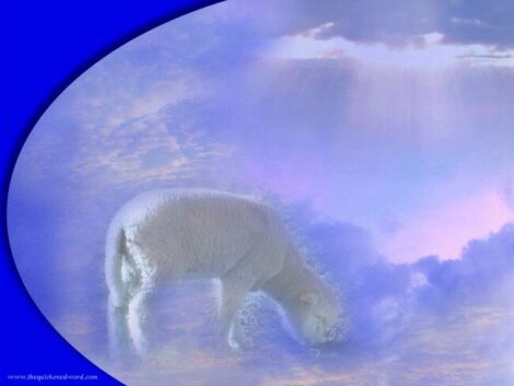 sheep31