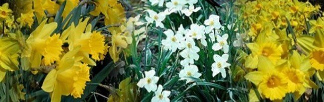 DaffodilPanorama650
