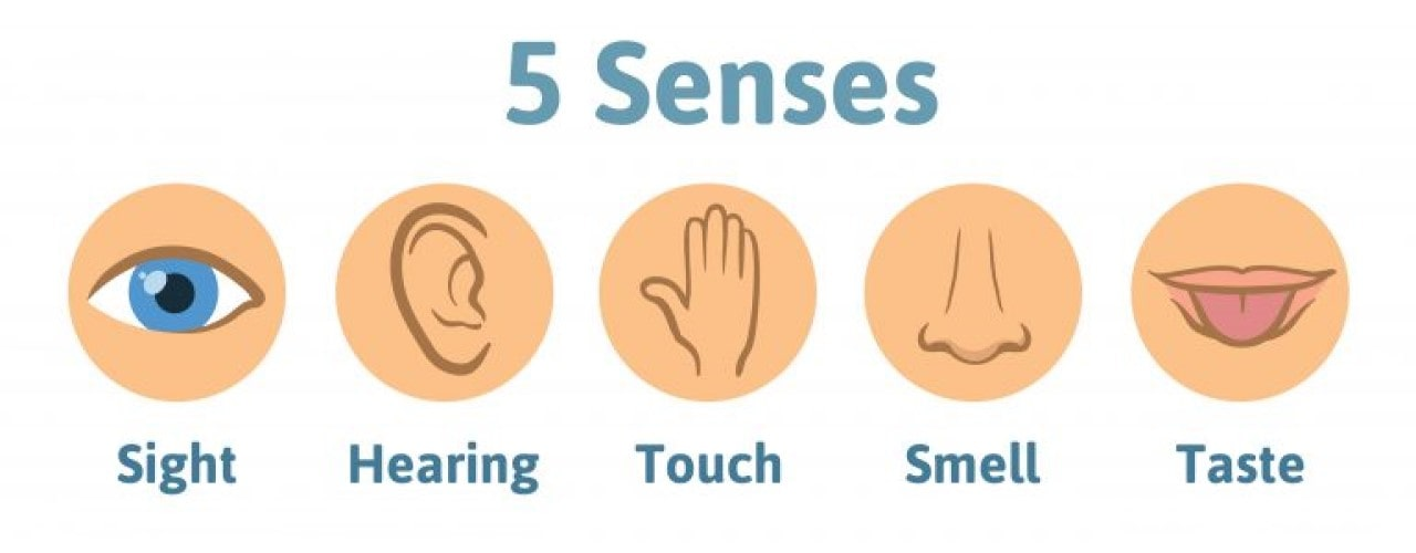 5Senses