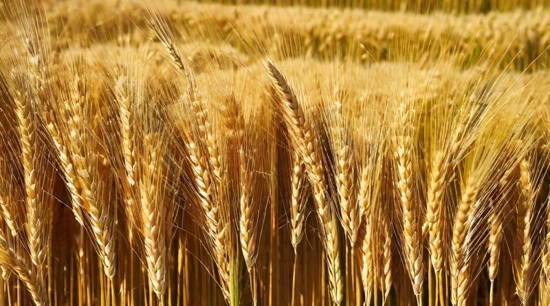 Ripeharvest